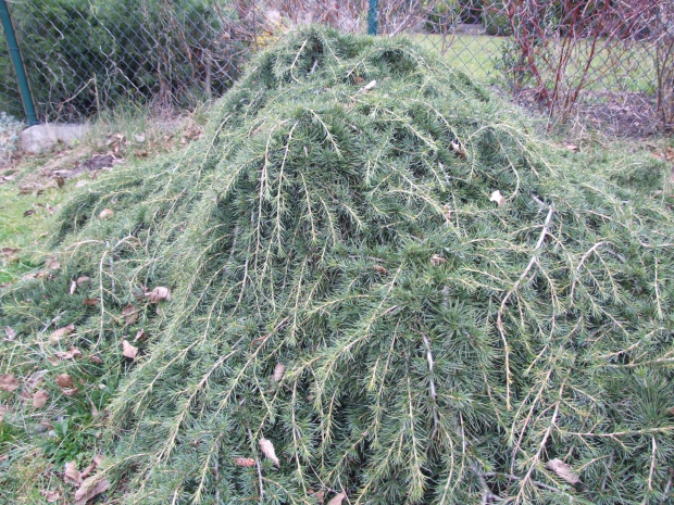 Cedrus deodara 'Feelin Blue' ? - Warszewo