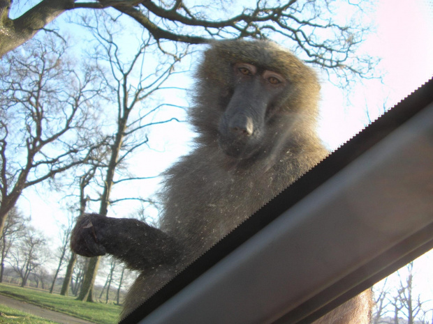 Knowsley Safari Park