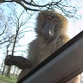 Knowsley Safari Park