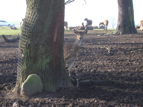 Knowsley Safari Park