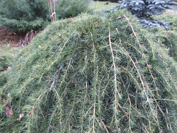 Cedrus deodara 'Feelin Blue' ? - Warszewo