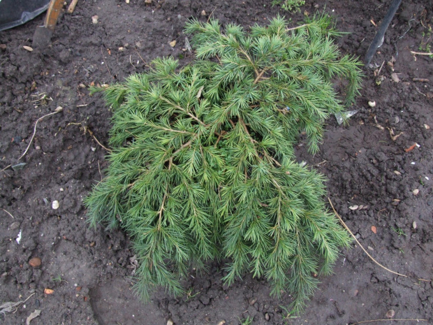 Cedrus deodara 'Feelin Blue'