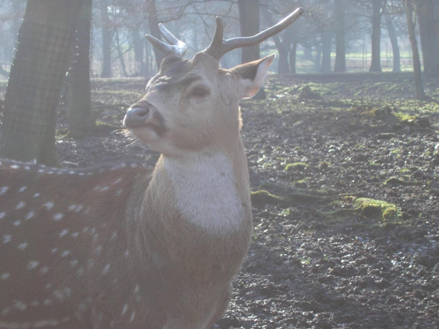 Knowsley Safari Park