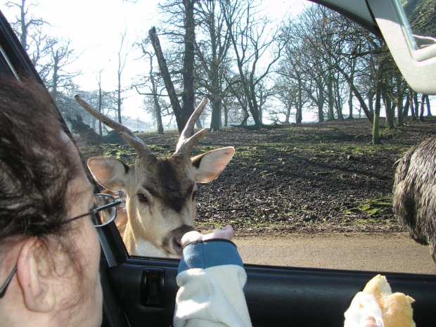 Knowsley Safari Park