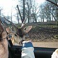 Knowsley Safari Park