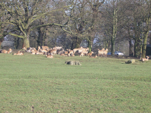 Knowsley Safari Park