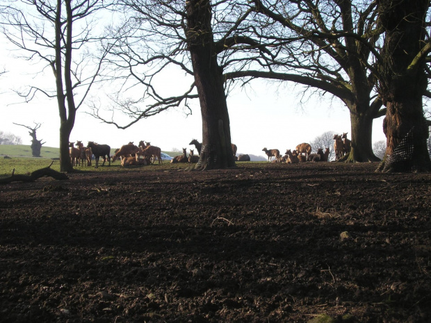 Knowsley Safari Park