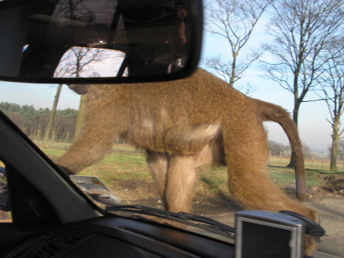 Knowsley Safari Park