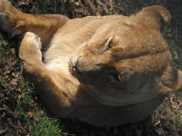 Knowsley Safari Park