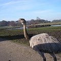 Knowsley Safari Park