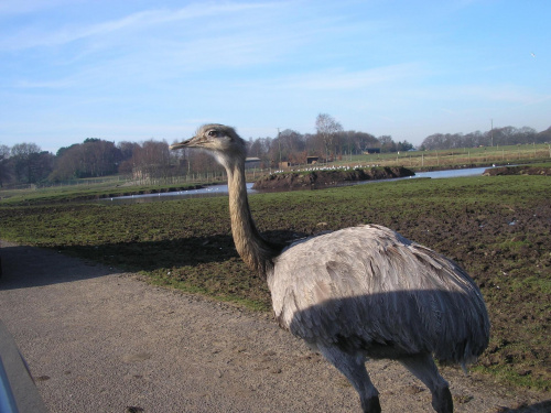 Knowsley Safari Park