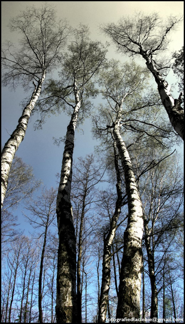 Olbrzymy #drzewa #las #wiosna #panorama #niebo