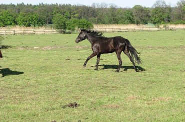 #Fundacja #Tara #Nieszkowice #Scarlet