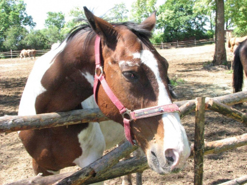 konie z Tary #Fundacja #Tara #Nieszkowice #Scarlet