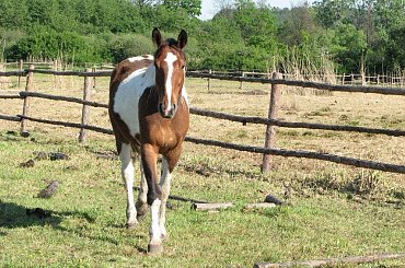 #Fundacja #Tara #Nieszkowice #Scarlet