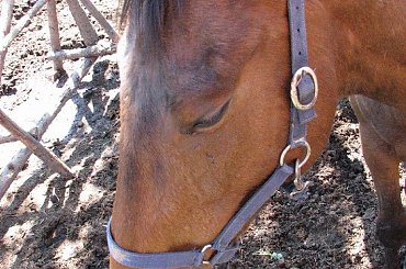 #Fundacja #Tara #Nieszkowice #Scarlet