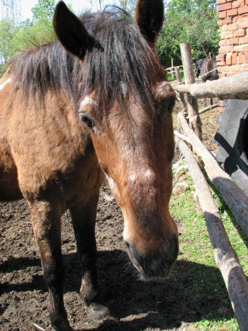 konie z Tary #Fundacja #Tara #Nieszkowice #Scarlet