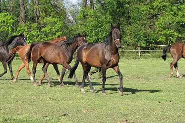 #Fundacja #Tara #Nieszkowice #Scarlet