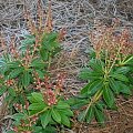 Pieris japoński Debutante