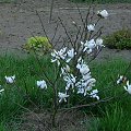 Magnolia Stellata ,kwitnie pierwszy raz.