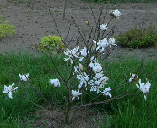 Magnolia Stellata ,kwitnie pierwszy raz.
