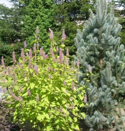 Kłosowiec (Agastache)