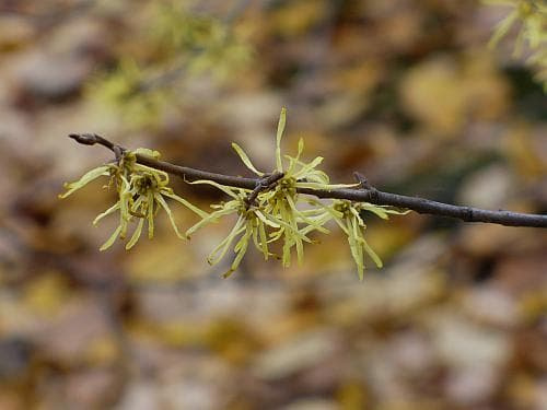 Hamamelis virginiana