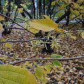 Hamamelis virginiana