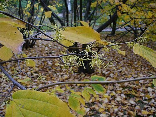 Hamamelis virginiana