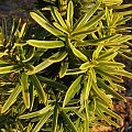 Taxus baccata 'David'