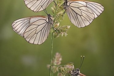 makro - Igor Simanowicz #MakroIgorSimanowicz