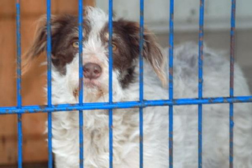 Bruno przez 13 lat miał dom. Choroba opiekuna wszystko zmieniła. Pies o nr 2549 czeka w schronisku na nowy dom. #psy