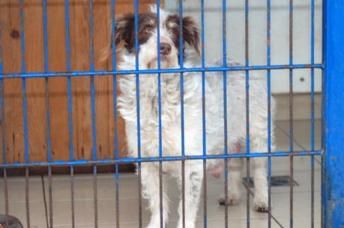 Bruno przez 13 lat miał dom. Choroba opiekuna wszystko zmieniła. Pies o nr 2549 czeka w schronisku na nowy dom. #psy