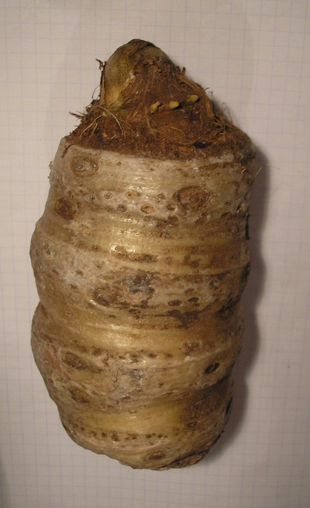 Arisaema speciosum