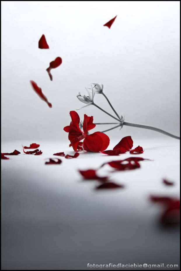 Przemijanie ... #kwiaty #kwiatek #płatki #czerwień #czas #abstrakcja #przemijanie