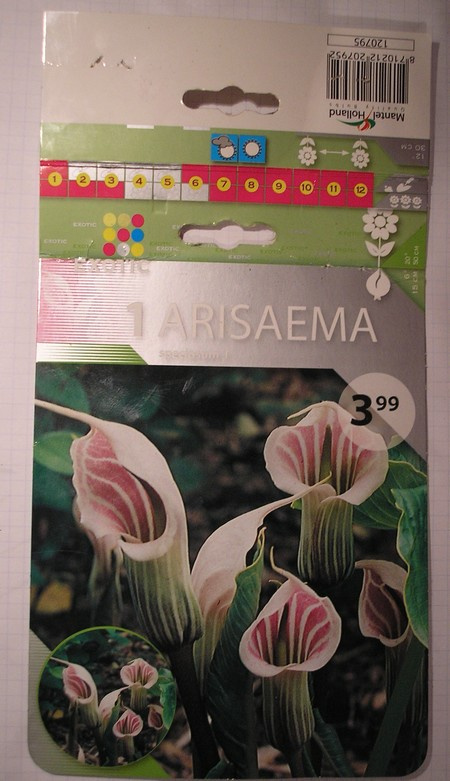 Arisaema speciosum