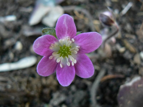 Hepatica hybr.