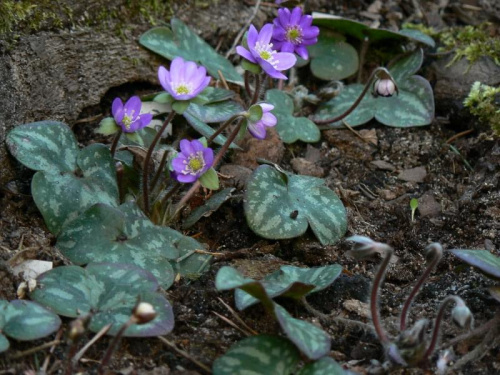 Hepatica hybr.