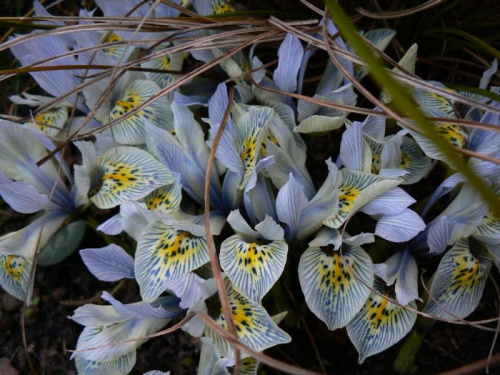 Iris Katherine Hodgkin