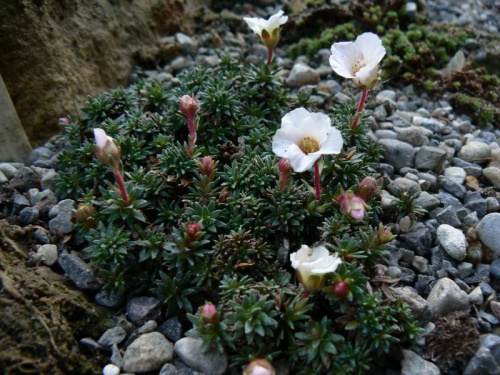 Saxifraga