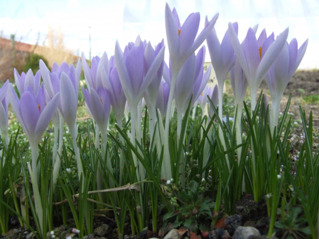 Crocus ?