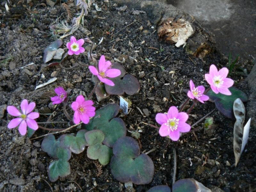 Hepatica hybr.