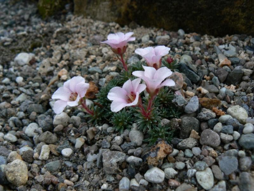 Saxifraga