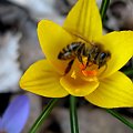 do mnie też już przyszła... #makro #kwiaty #krokusy #ogród #wiosna #owady #pszczoły