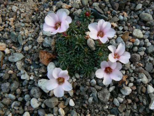 Saxifraga