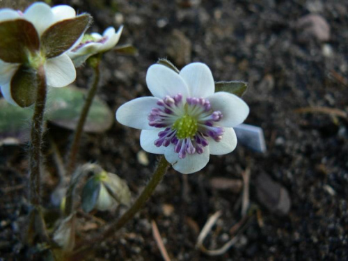 Hepatica hybr.