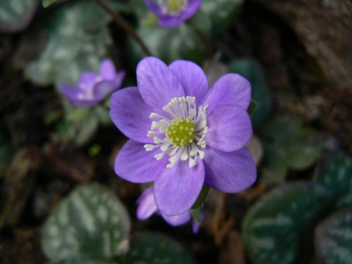 Hepatica hybr.