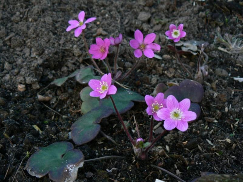 Hepatica hybr.