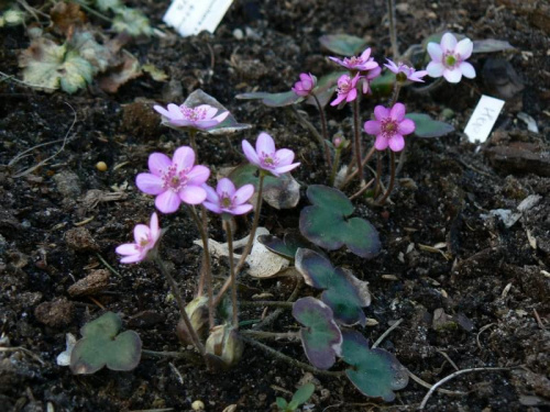 Hepatica hybr.