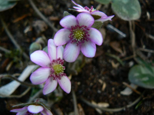 Hepatica hybr.